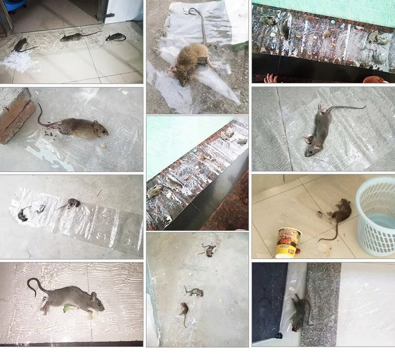 Power Sticky Mouse Trap (BUY 1 GET 1 FREE)