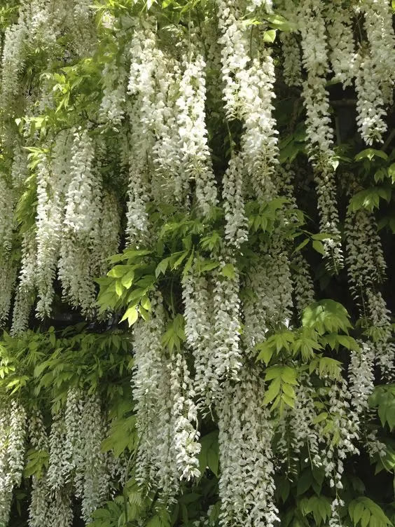 🌸WISTERIA - The Gargen’s Cascading Beauty All Year Round ( PACK OF 100)