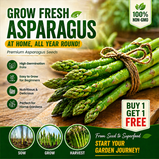 🌱Asparagus Seeds - Fresh, Flavorful & Long-Lasting (Buy 1 Get 1 FREE)