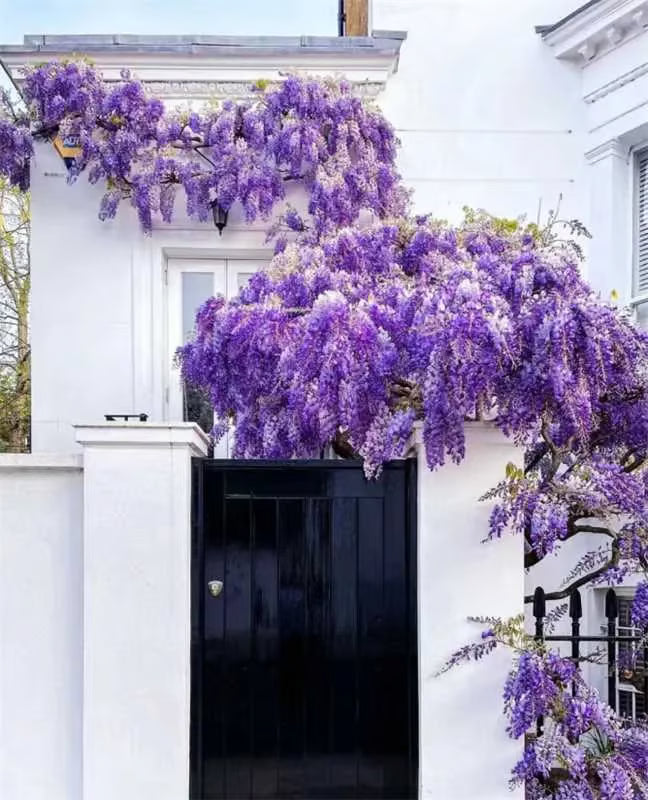 🌸WISTERIA - The Gargen’s Cascading Beauty All Year Round ( PACK OF 100)