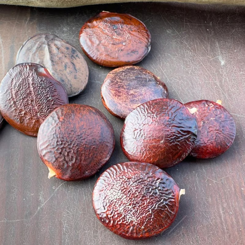 🌸WISTERIA - The Gargen’s Cascading Beauty All Year Round ( PACK OF 100)