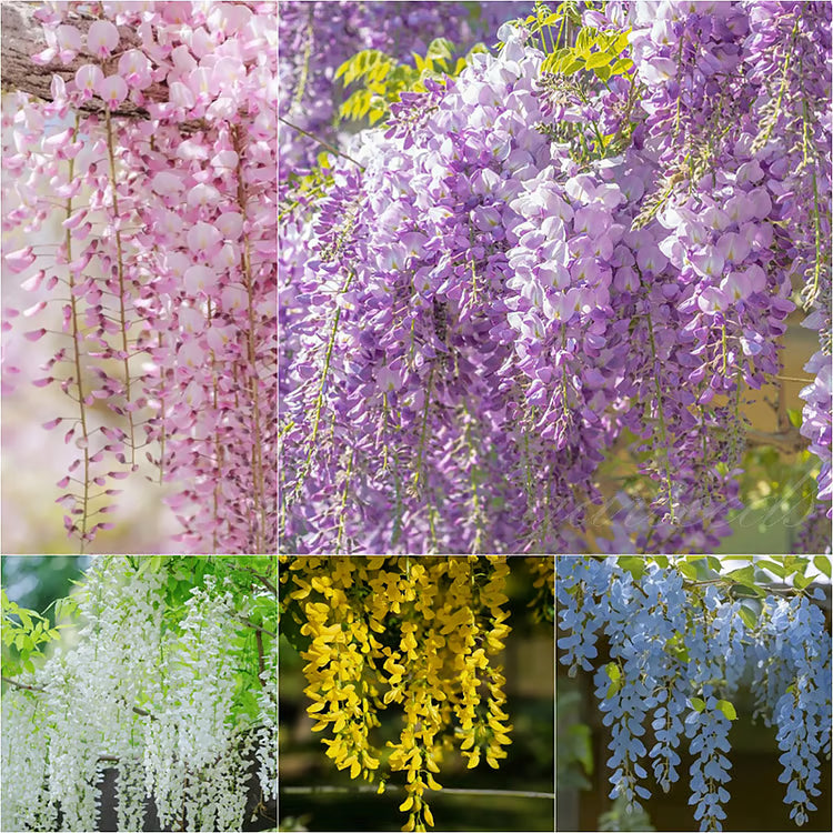 🌸WISTERIA - The Gargen’s Cascading Beauty All Year Round ( PACK OF 100)